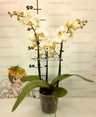 Фаленопсис Стюарта (Phalaenopsis stuartiana tipo × sib) Тайвань — купить в  интернет-магазине Ангелок