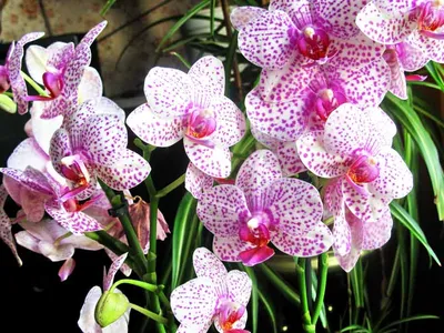 Orchid in bloom: Phalaenopsis stuartiana - YouTube