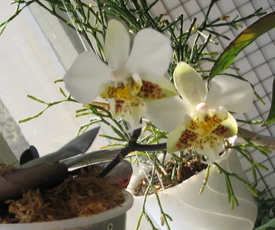 Орхидиум - Планета Орхидей - Phalaenopsis stuartiana var. nobilis. Фаленопсис  Стюарта живёт на блоке из двух кусков коры обычного дуба🌳.Куски стянуты  обычным пластиковыми хомутиком. Корни ползут во все стороны как хотят.  Достала