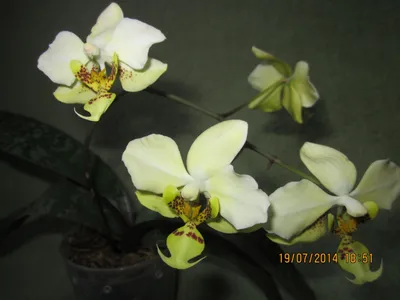 Phalaenopsis stuartiana - Страница 51 - Некоммерческая ассоциация любителей  орхидей