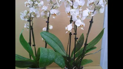 Фаленопсис Стюарта (Phalaenopsis stuartiana) — купить в интернет-магазине  Ангелок