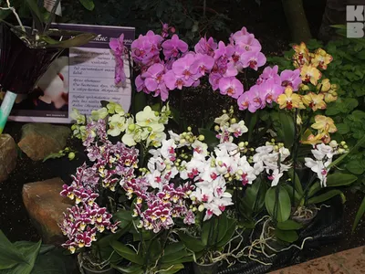 Phalaenopsis stuartiana - Страница 31 - Некоммерческая ассоциация любителей  орхидей