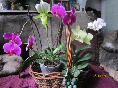 Орхидея фаленопсис - Orchidaceae phalaenopsis. Уход за фаленопсисом.