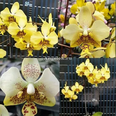 Фаленопсис Стюарта детка (Phalaenopsis stuartiana × sib) Тайвань Каталог  орхидей - фаленопсисов, каттлей, ванд, дендробиумов со всего мира от  интернет магазина Ангелок