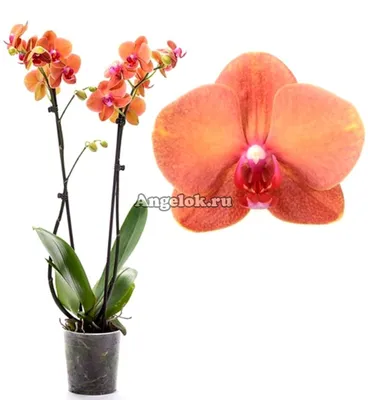 Фаленопсис Сурф Сонг (Phalaenopsis Surf Song) — купить в интернет-магазине  Ангелок