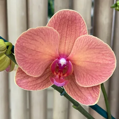 Dtps. Surf Song (Double Spike) - Akatsuka Orchid Gardens