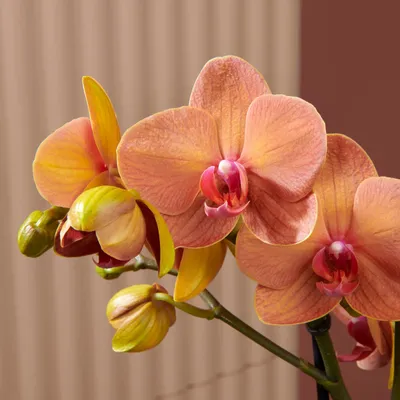 Orchid Phalaenopsis Surf Song – Floraria Secret Garden (SG)