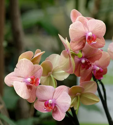 File:Phalaenopsis Surf Song 1001 Orchids.jpg - Wikimedia Commons