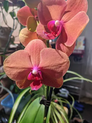Supermarket Phal. Surf Song? : r/orchids