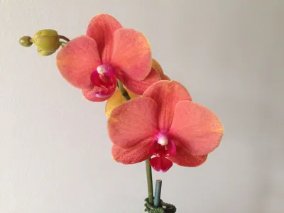 Орхидеи мира - В наличии Dtps. Surf Song Ox Gold Orange... | Facebook
