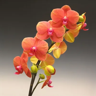 Orchid Tree - #Shop #Phalaenopsis #SurfSong to receive plants with Orchid  Flowers or Buds http://www.orchid-tree.com/2527-phalaenopsis-surf-song-ff.html  #OTNowBlooming | Facebook