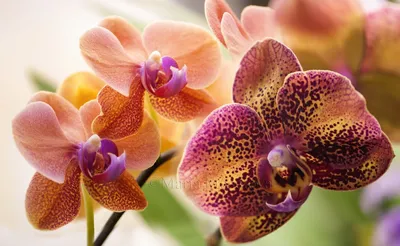 Орхидея Сурф Сонг Фаленопсис: 400 грн. - Комнатные растения Одесса на Olx