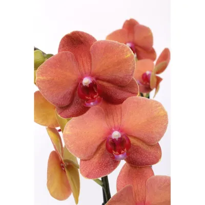 Купить орхидею Фаленопсис Сурф Сонг (Surf Song) с доставкой по Украине.