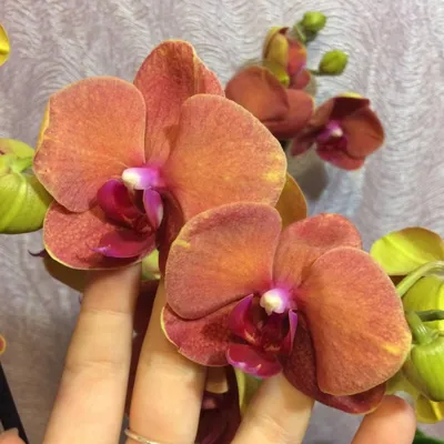 Сурф Сонг орхидея фаленопсис: 400 грн. - Комнатные растения Одесса на Olx
