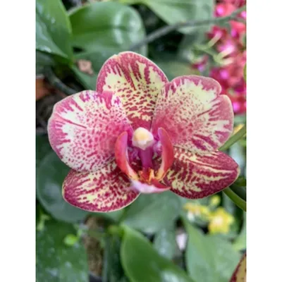 Новая орхидея Phalaenopsis Surf Song в моей коллекции - YouTube