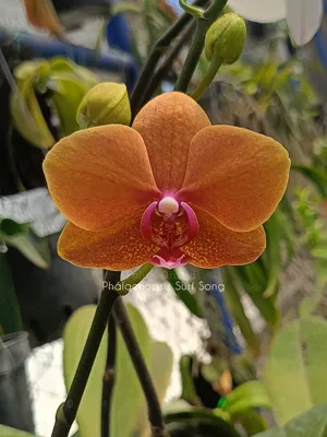 Photo of the bloom of Orchid (Phalaenopsis Surf Song 'Arirang Touch of  Gold') posted by beckygardener - Garden.org