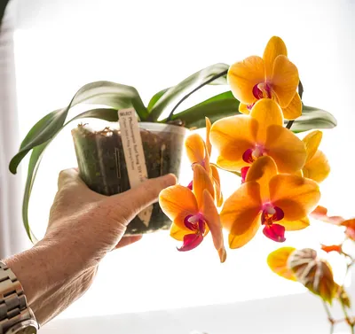 Phalaenopsis Orchid Surf Song Orange Flowers Stock Photo 1368507821 |  Shutterstock