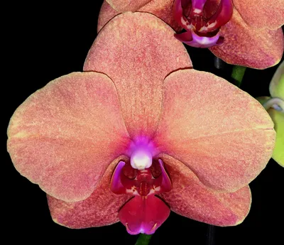Орхидея фаленопсис Сурф Сонг – купить в Краснодаре, цена 650 руб., продано  20 октября 2017 – Растения и семена