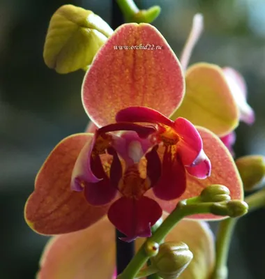 Орхидея фаленопсис Сурф Сонг (Phalaenopsis Surf Song). Название сорта  переводится как \"Песня Прибоя\". Цвет этой орхидеи напоминает о… | Instagram