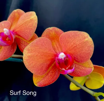 Orchid Flowers - Doritaenopsis Surf Song OX \"Gold Orange\" | Orchid flower,  Flowers, Beautiful orchids