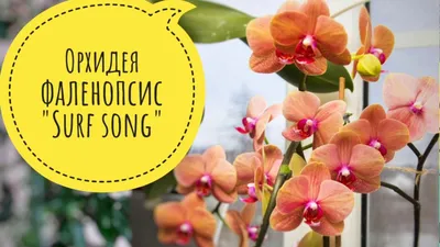 Орхидея Phal. Surf Song ES - купить, доставка Украина