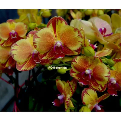 Phalaenopsis Surf Song