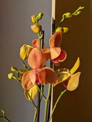 Терракотовая 9-летняя орхидея фаленопсис \"Surf song\". Комнатные растения  Ксении Туманиной - YouTube