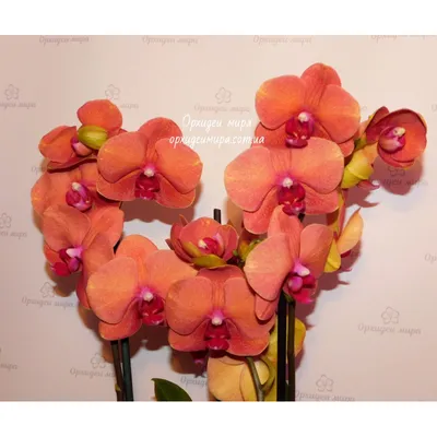 Сурф сонг. Невероятно красивая орхидея с коралловыми лепестками. Высота  80-85 см. Размер цветка 5-6 см. Цена 275 грн. #орхидея ⠀⠀ #орхидеи… |  Instagram