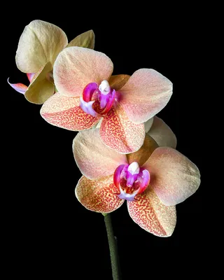 Phal. OX Surf Song 'Peloric' - Orchibias