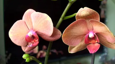 Орхидея Phalaenopsis Surf Song (отцвел)
