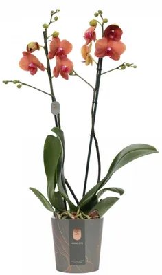 Surf song орхидея фаленопсис сурф сонг - 300 грн, купить на ИЗИ (27509742)