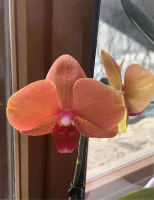 Phal Surf Song peloric : r/orchids