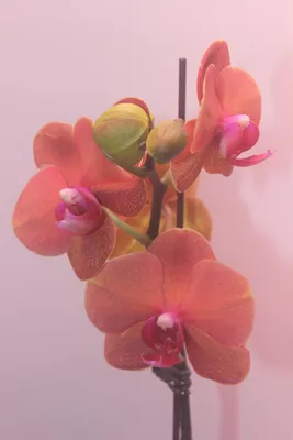 Phalaenopsis Surf Song
