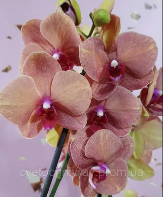 Photo of the bloom of Orchid (Phalaenopsis Surf Song) posted by sunkissed -  Garden.org
