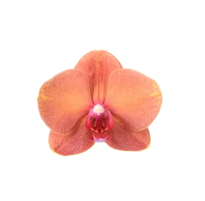 Phalaenopsis Surf Song Turuncu İthal Orkide - Fintarla