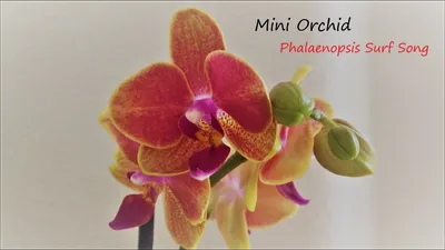 Phalaenopsis Surf Song | Todd Boland | Flickr