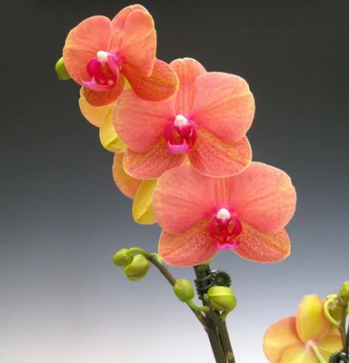 Phalaenopsis Surf Song Stock Photo - Alamy