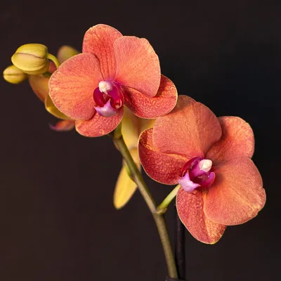 Phalaenopsis Orchid Plants - Orange Blooms - Variety Surf Song - Cambridge  Bee