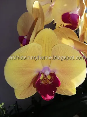 Орхидея фаленопсис - Orchidaceae phalaenopsis. Уход за фаленопсисом.