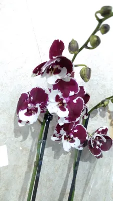 Купить Орхидея фаленопсис Беатриса 2 ст. Широкий ассортимент домашних  Орхидей, разные виды!