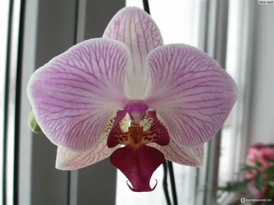 Орхидея Фаленопсис 90 см (7 цветочный стебель) на ощупь, искусственный  цветок, центральный Орхидея для свадебной вечеринки, Цветочная внутренняя  отделка, индиго | AliExpress