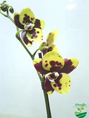 Орхидея Фаленопсис лимонная Алассио 2 ст купить в Москве с доставкой |  Магазин растений Bloom Story (Блум Стори)
