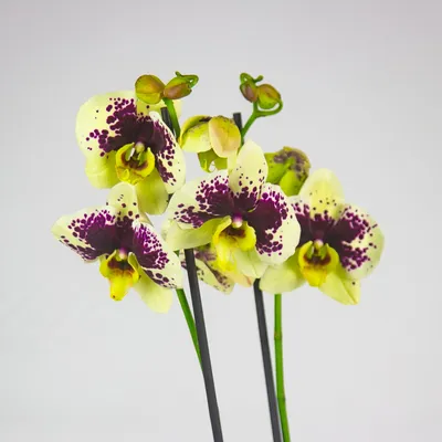 Phalaenopsis amabilis | Отдел «Ботанические экспозиции»