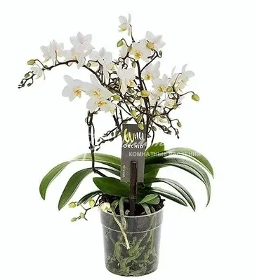 Редкие сорта орхидеи. Обзор от fiftyflowers.ru