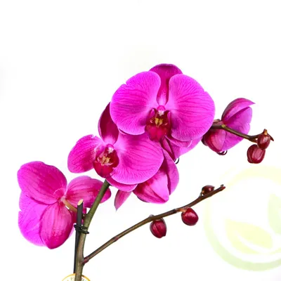 Купить Орхидея фаленопсис бруна 2 ст. Распродажа Орхидей, разные виды и  расцветки, в Москве и Спб!