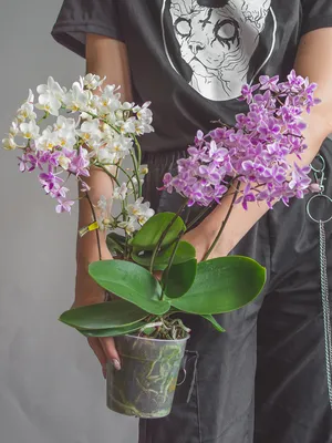 Орхидея фаленопсис Дикой формы | Купить в Москве