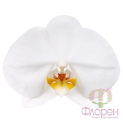 Сортовые виды орхидей: Фаленопсис:... - GreenHouse-Baku. | Facebook