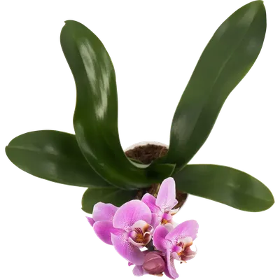 Фаленопсис «Willd Orchid» - Botanic Craft | Цветы и растения в Хабаровске