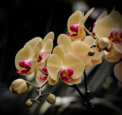 Уход за орхидеей Phalaenopsis. ОСНОВЫ УХОДА ЗА ОРХИДЕЯМИ. МОЯ ПЕРВАЯ  ОРХИДЕЯ. ФАЛЕНОПСИС. Как ухаживать за орхидеей. Орхидея отцвела, что делать  с цветоносом? Как обрезать цветонос фаленопсиса. Нужно ли обрезать цветонос  у орхидеи?