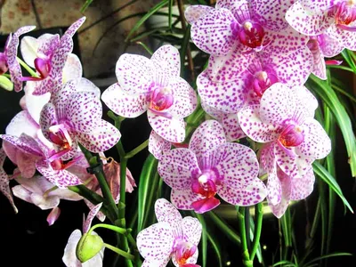 Орхидея фаленопсис: уход в домашних условиях, фото.